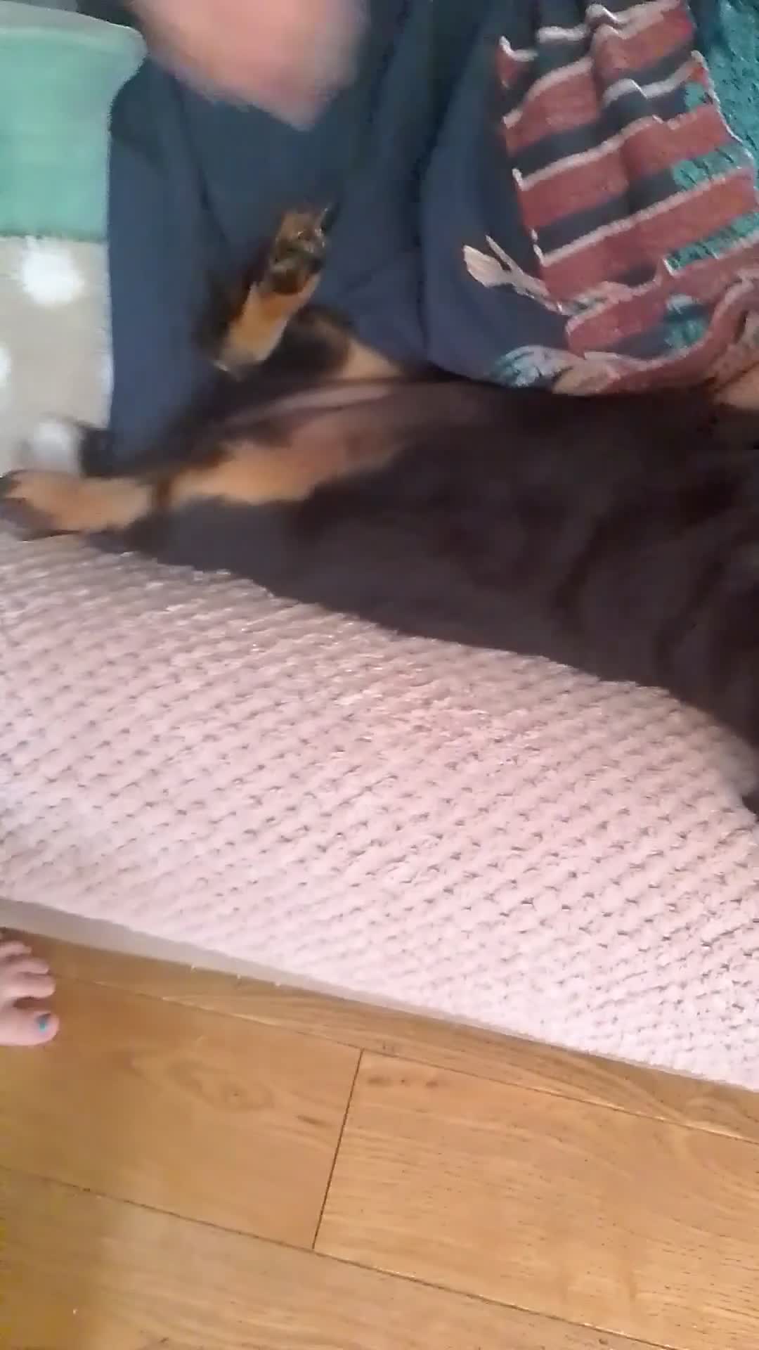 Miniature Dachshund dogs for sale: 🌟Dapple & Black Tan PRA Clear KC reg – June 26🌟 - Video 1