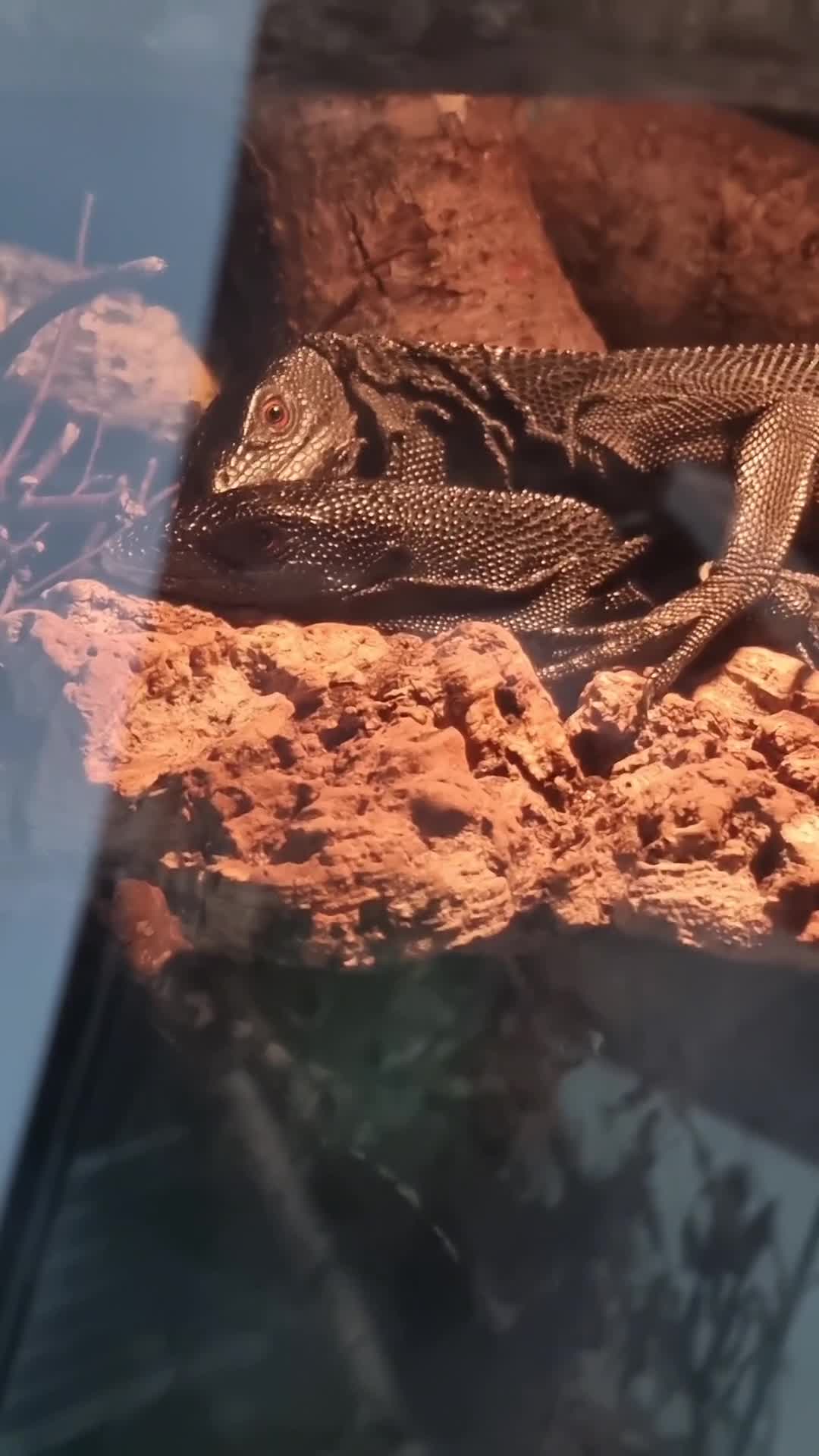 Monitor reptiles for sale: 1.1 Adult pair varanus beccarii  - Video 1