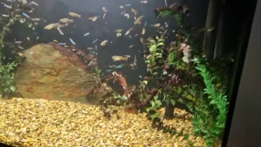 Other/Mixed Breed fish for sale: Beautiful mix guppies  in Oldham - Video 1
