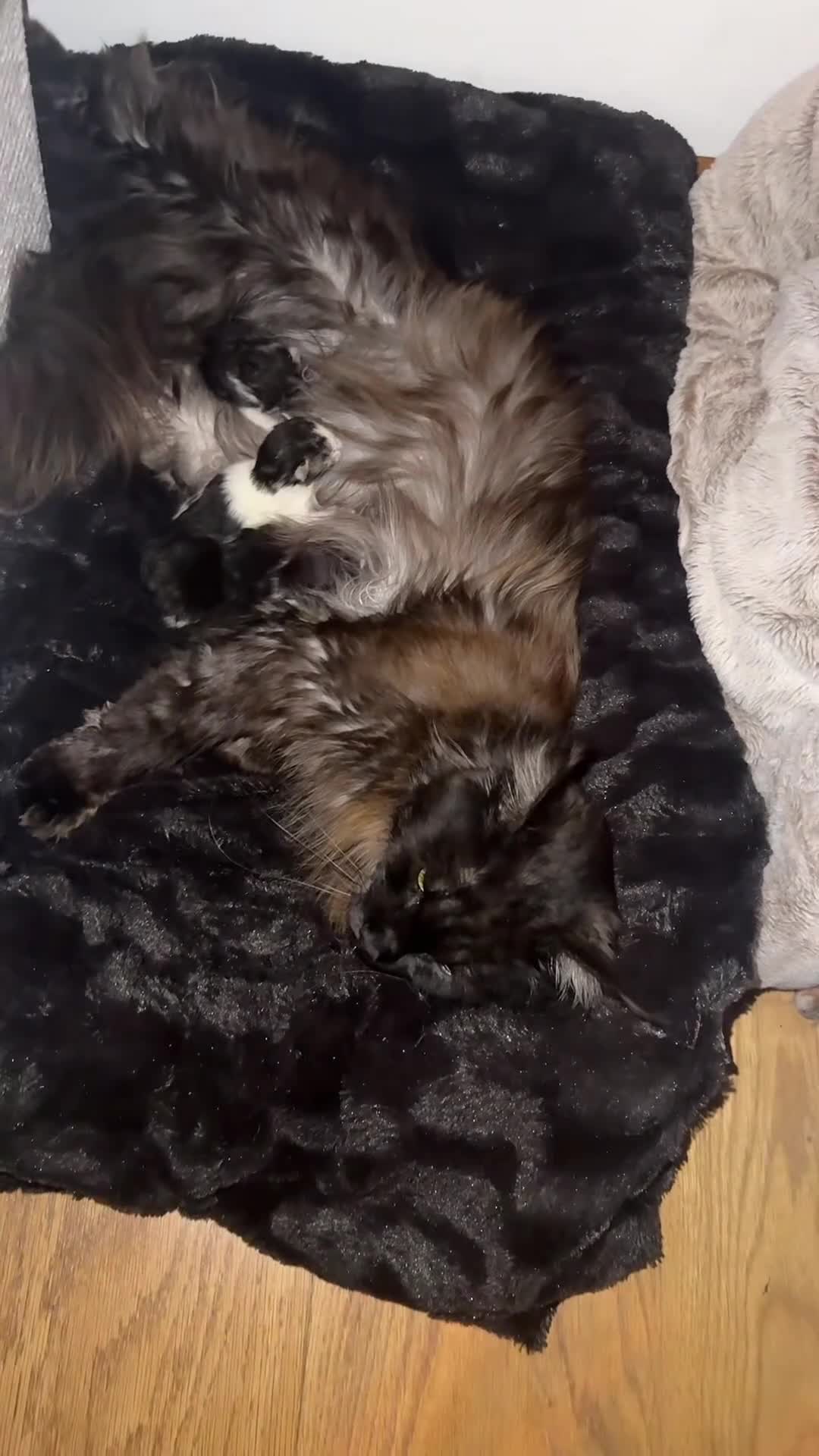 Mixed Breed cats for sale: Maincoon kittens - Video 2