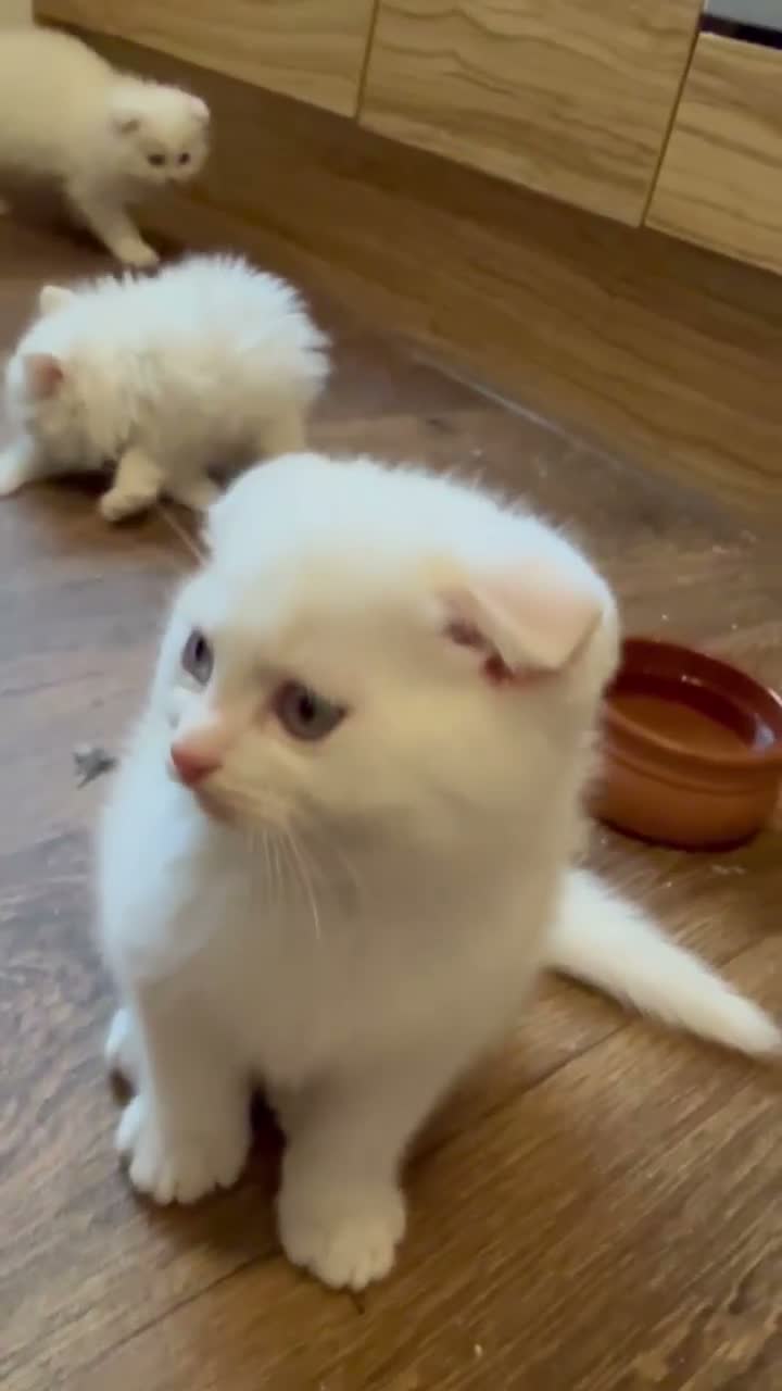 Scottish Fold cats for sale: Gorgeous Scottish Fold & Straight Kittens  in Ayr - Video 1