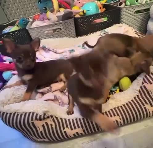 Chihuahua dogs for sale: Chihuahua Puppies  - Video 1