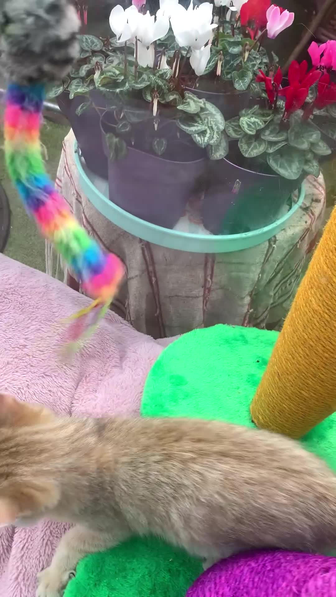 British Shorthair cats for sale:  **   ** : BSH Golden champion lines - Video 1