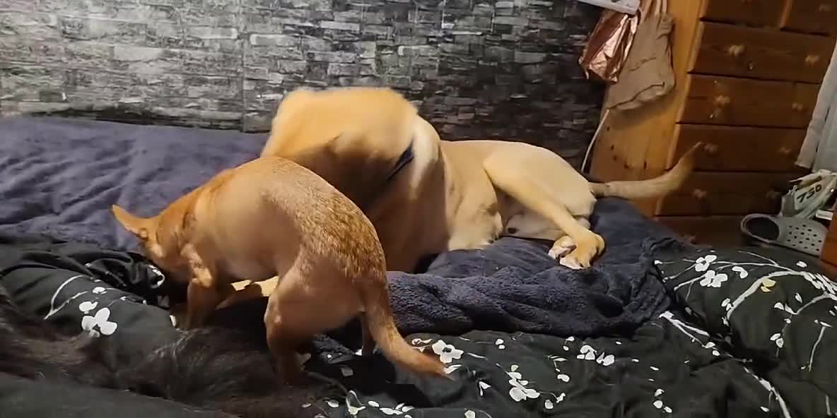 Mixed Breed dogs for adoption: Zach – 10 months old, Male, Mixed Breed Pup - Video 3