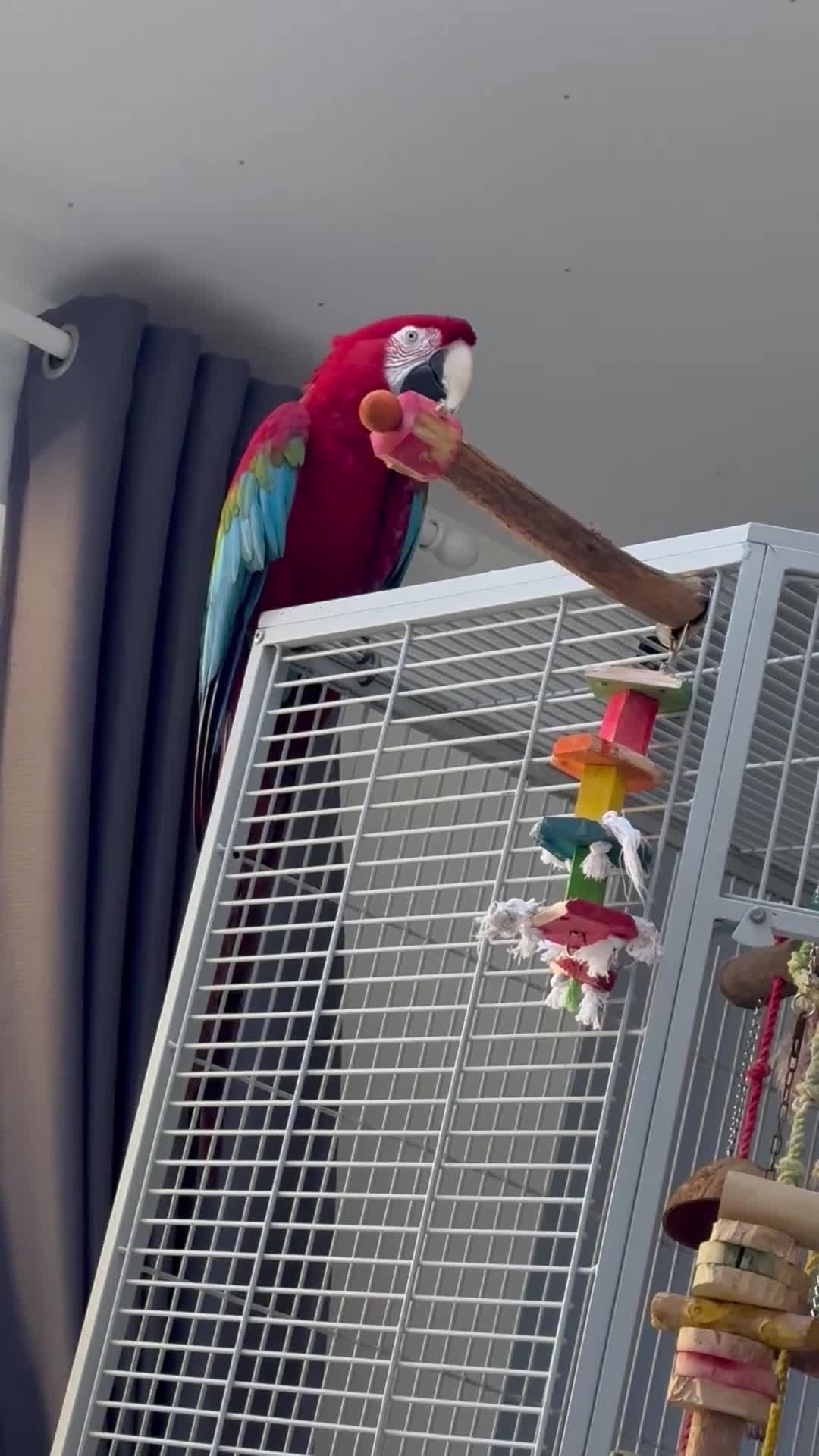 Macaws birds for sale: Green Winged Macaw  - Video 3
