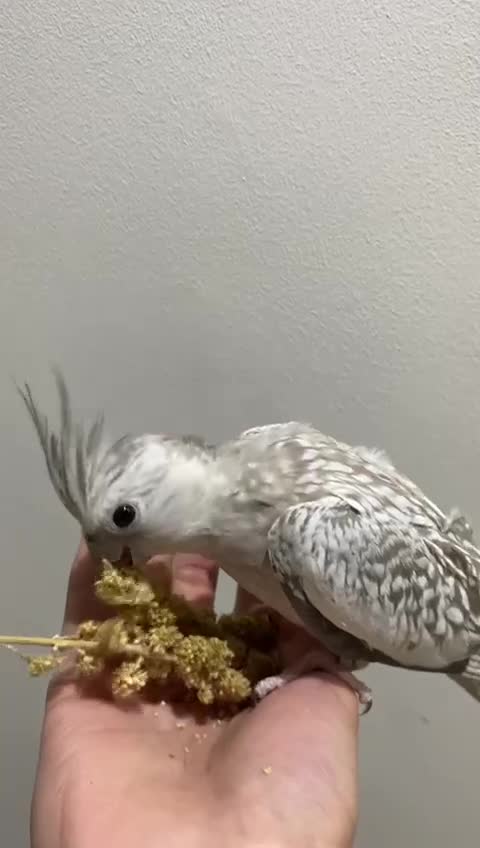 Cockatiels birds for sale: Variety of beautiful tamed cockatiels chicks - Video 1