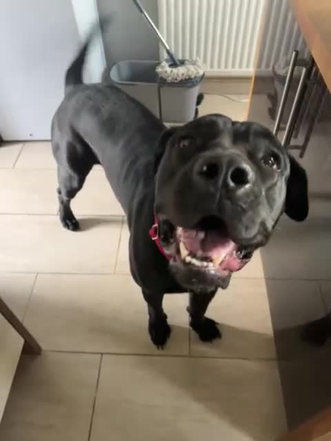 Cane Corso dogs for sale: Female Cane Corso Looking for loving home - Video 2