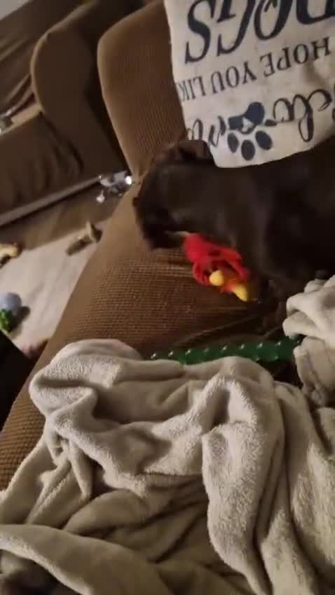 Dachshund dogs for adoption: 💖🐶 ROBIN AND MOCHI 🐶💖 - Video 2