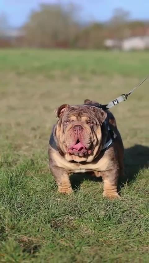 English Bulldog dogs for stud: Mr. Emperor 🍫 - Video 3
