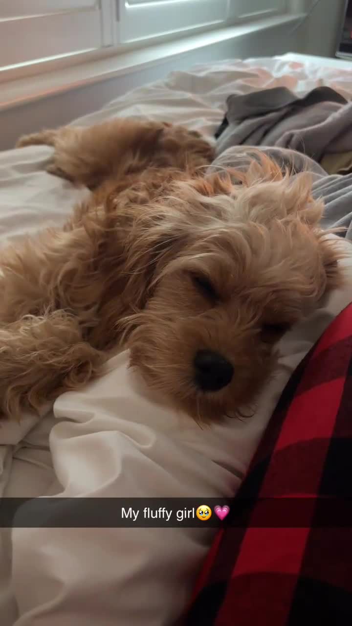 Cavapoo dogs for sale: Gorgeous cuddly girl - Video 1
