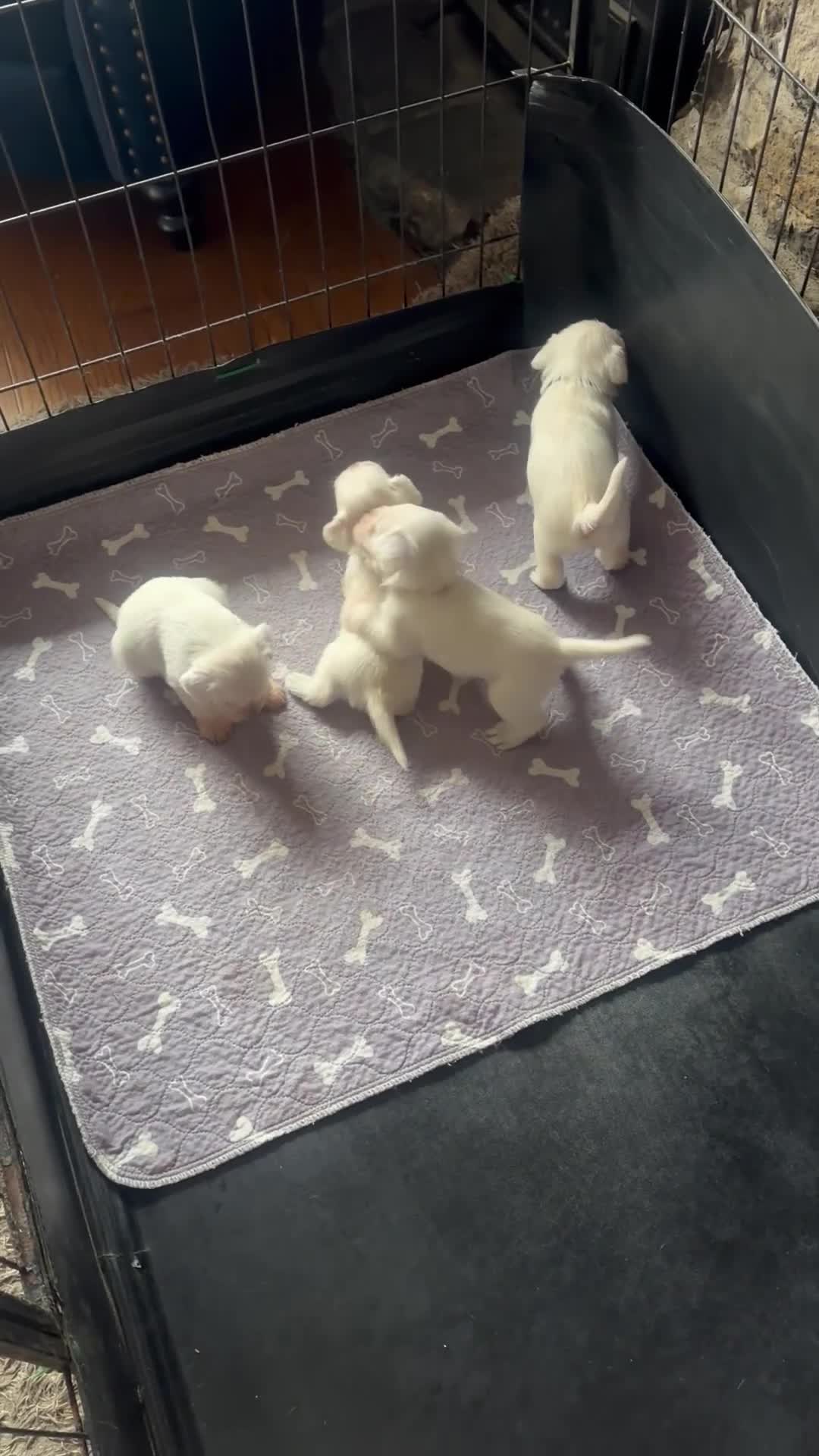 Miniature Schnauzer dogs for sale: White state miniature schnauzer pups in Neath - Video 1