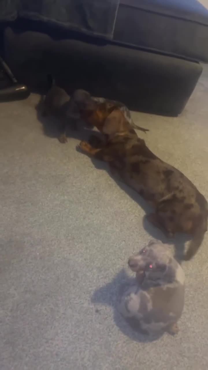 Dachshund dogs for sale: KC miniature dachshunds  in Middlesbrough - Video 1