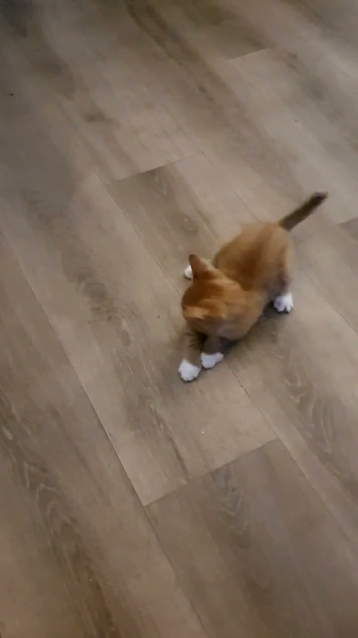 Mixed Breed cats for sale: 1 male kitten ! - Video 2