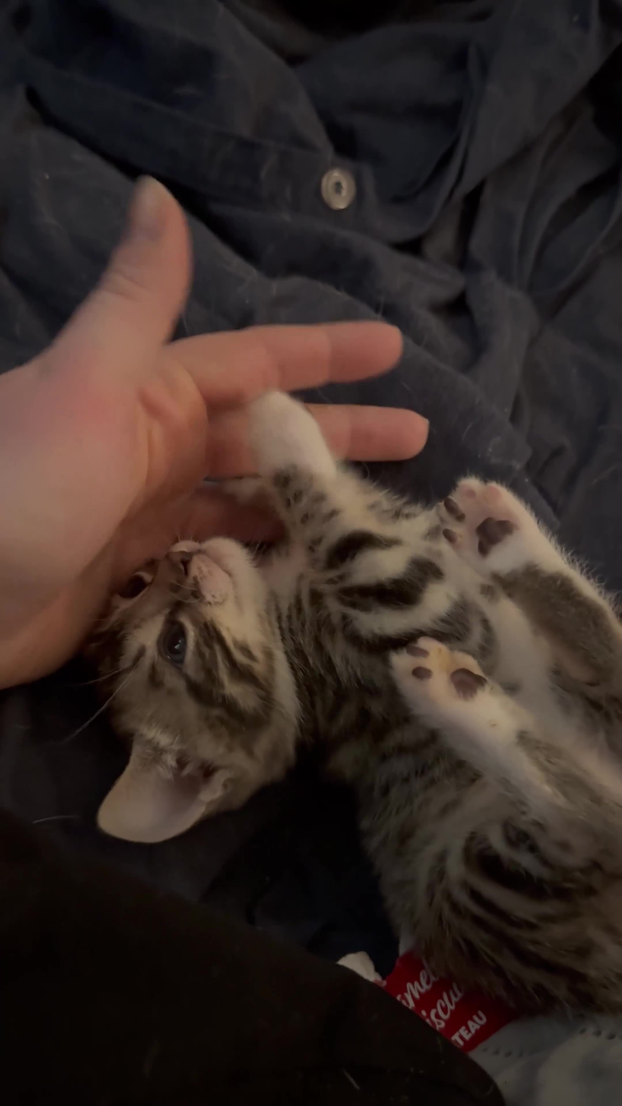 Bengal cats for sale: Bengal kittens  in Llanelli - Video 1