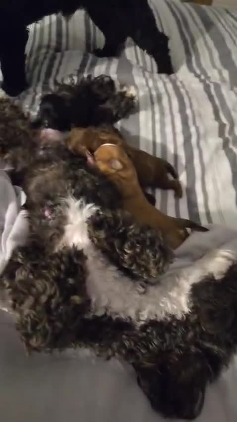 Shihpoo dogs for sale: Shihpoo  - Video 1