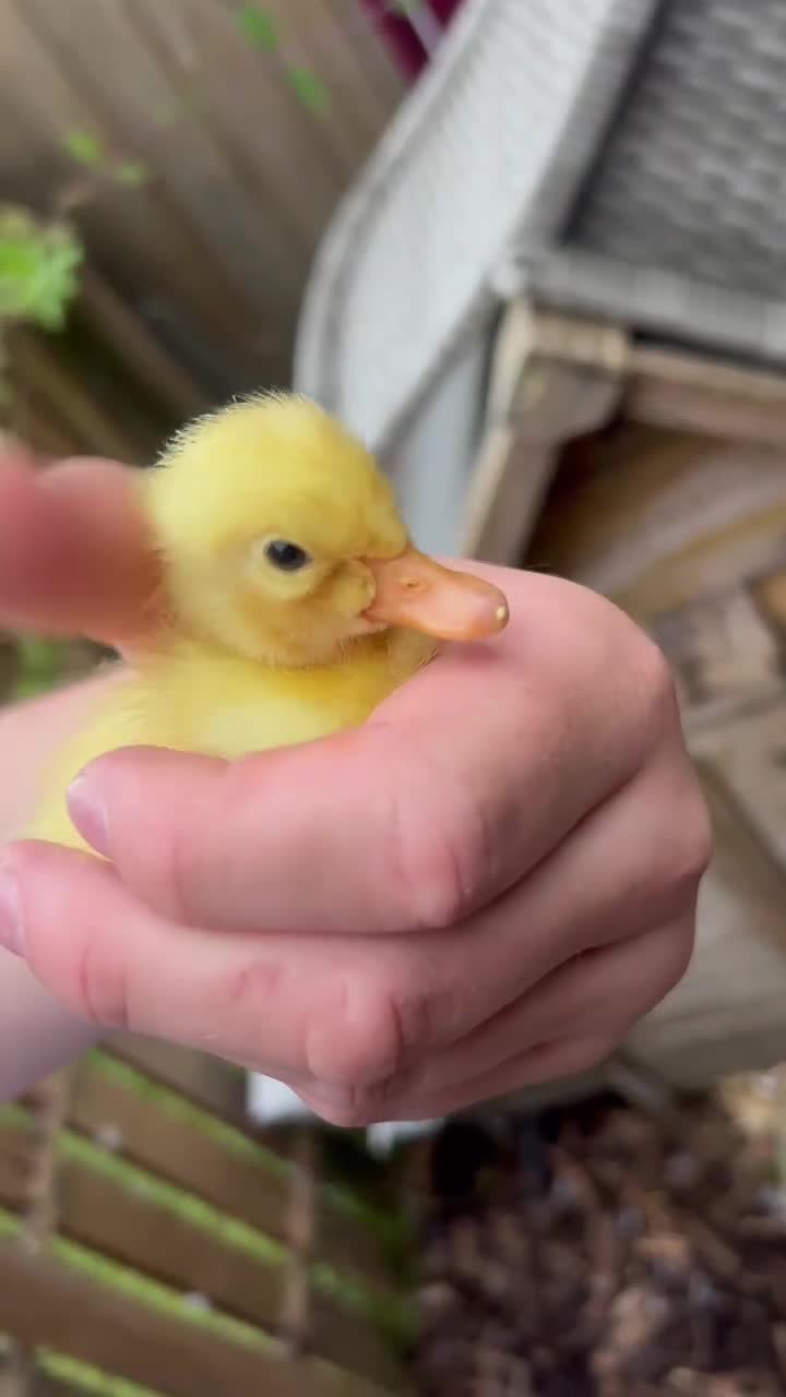 Ducks poultry for sale: Indian runner ducks x Cherry valley  in Bridgwater - Video 1