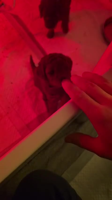 Labradoodle dogs for sale: Toy/mini multigenerational F2BB labradoodles  - Video 1