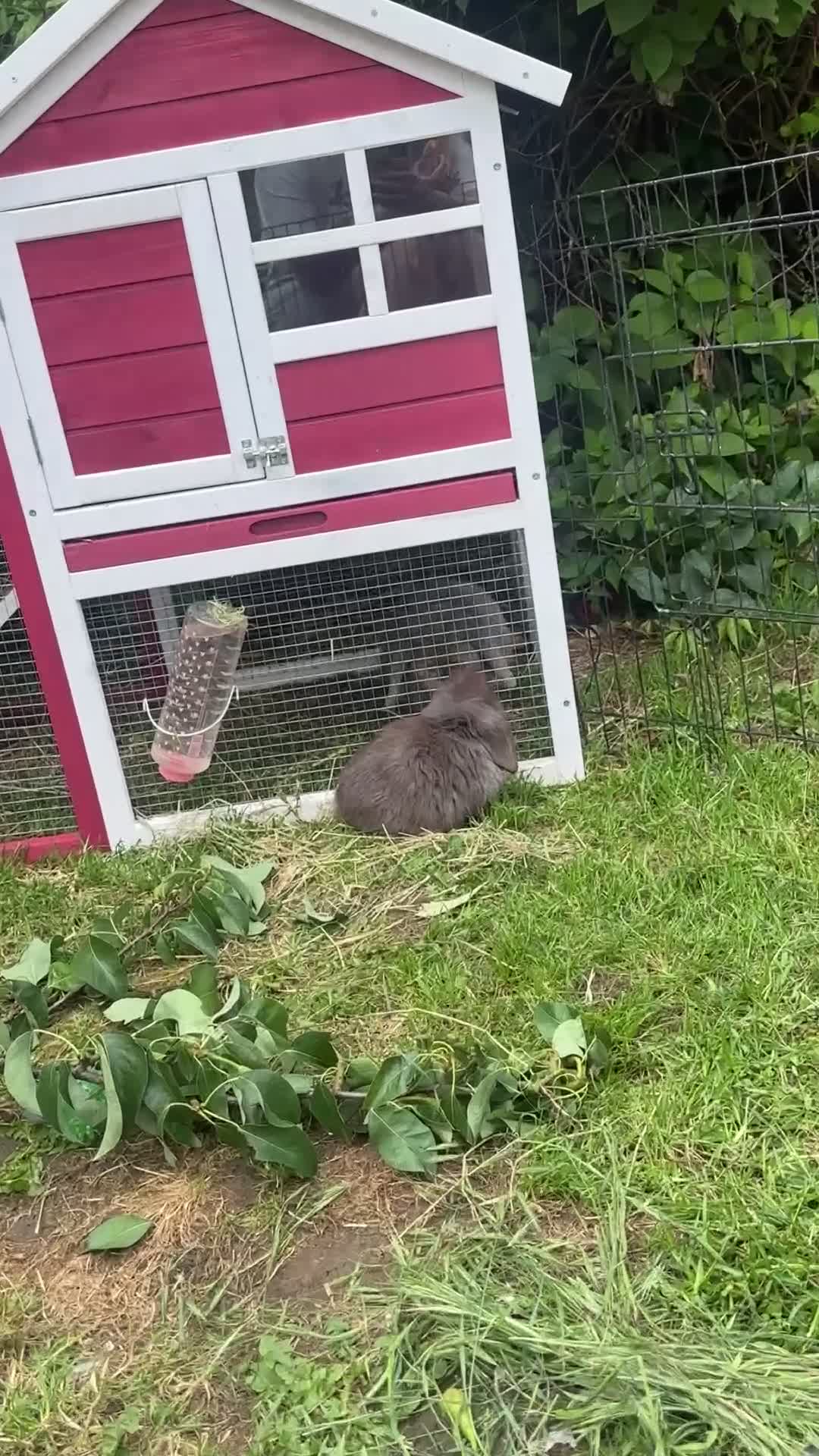 Dwarf Lop rabbits for sale: Rabbits  - Video 1