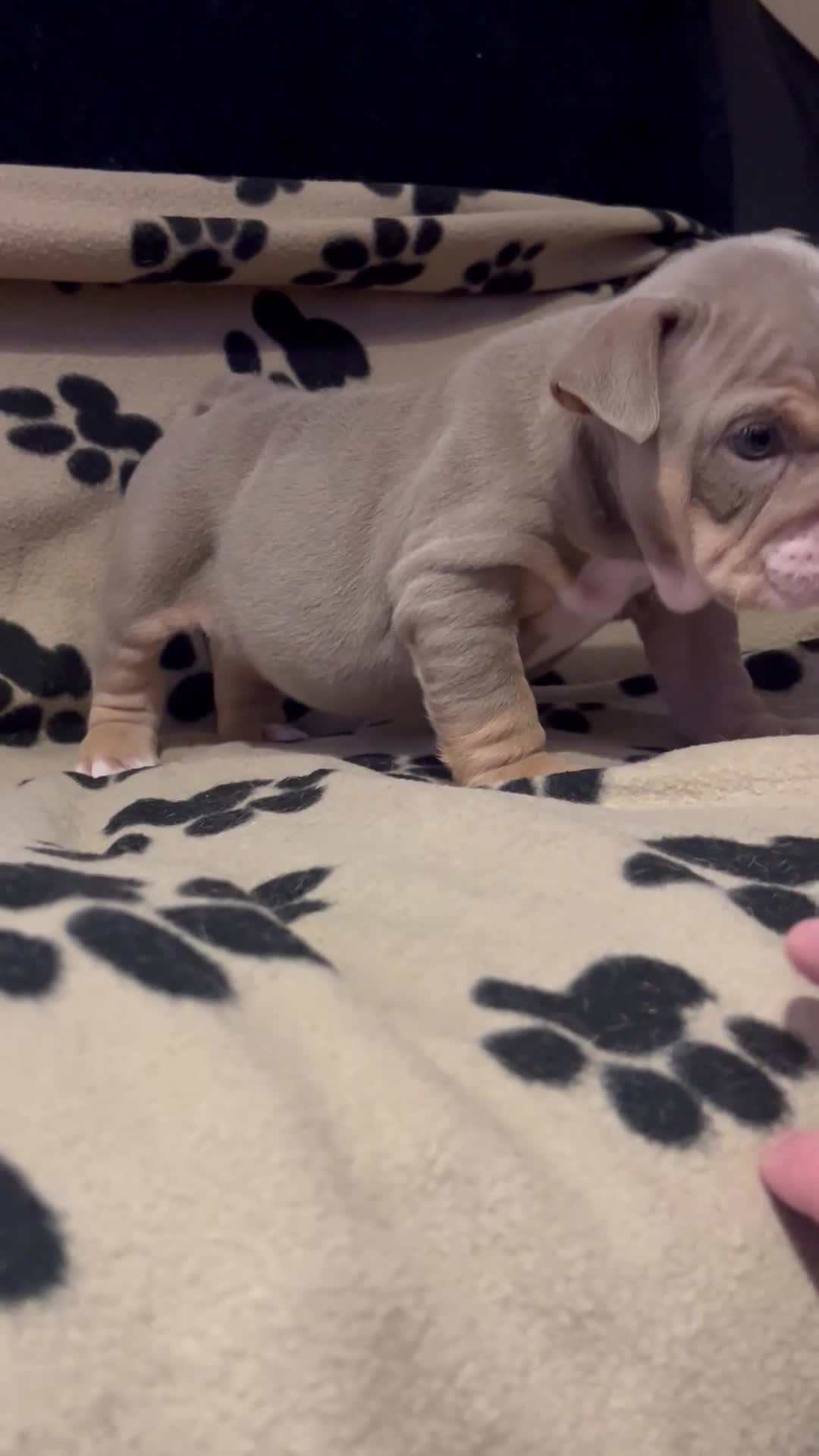 English Bulldog dogs for sale: Beautiful English bulldog pup - Video 1