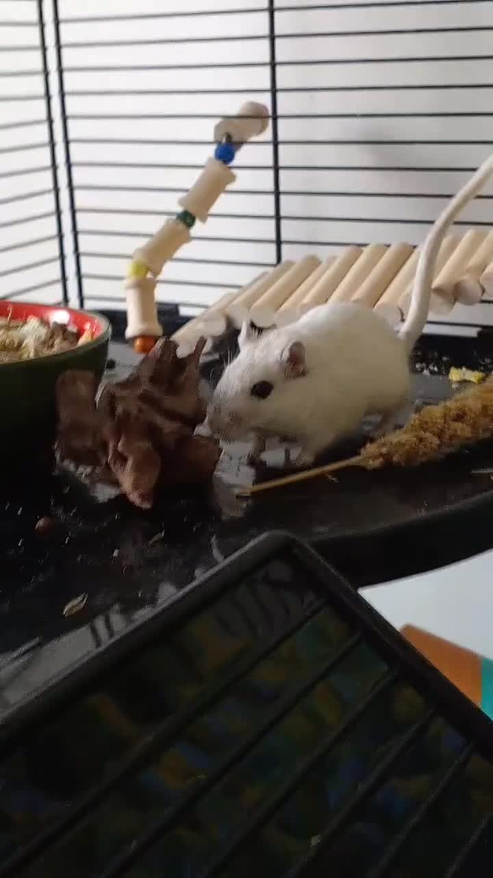 Gerbil rodents for sale: 2 female gerbils for sale in Treharris - Video 1