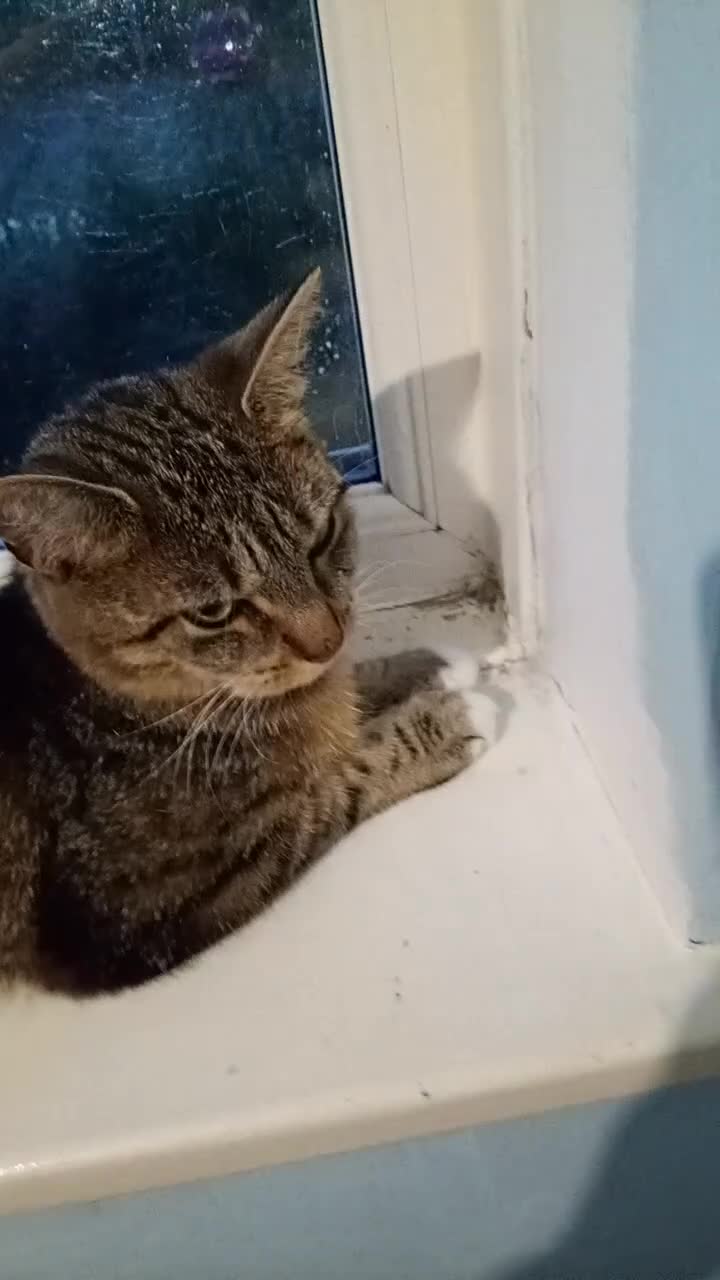 Mixed Breed cats for sale: Cat tabby in Sheffield - Video 1