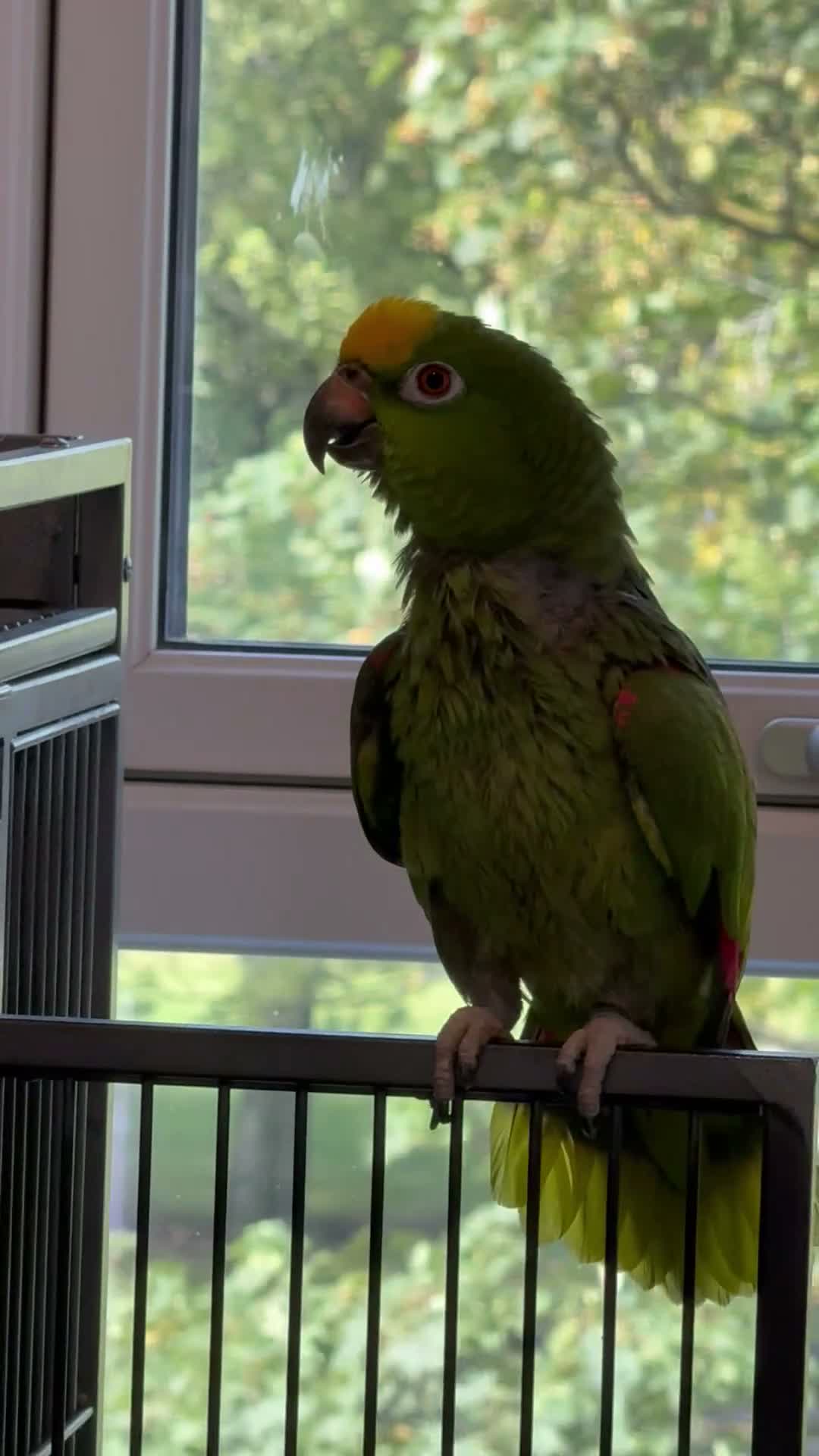 Parrots birds for sale: Amazon parrots in Grangemouth - Video 1