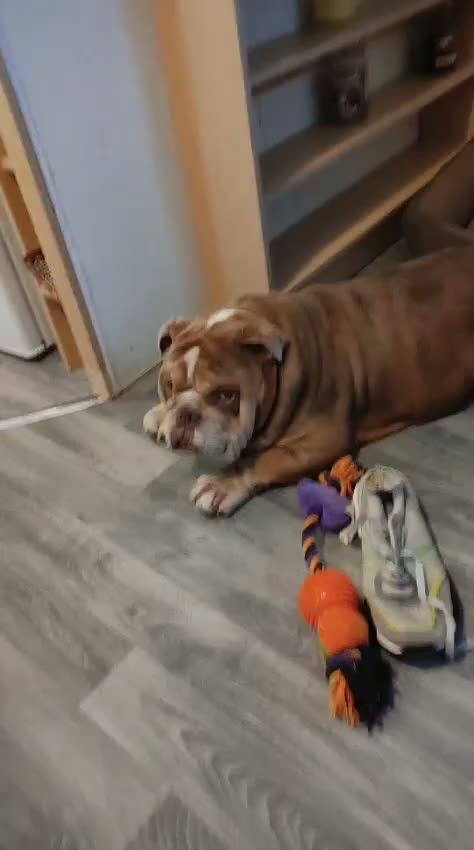 English Bulldog dogs for sale: 2 British Bulldog Puppies Available-Two Girls in Bristol - Video 1
