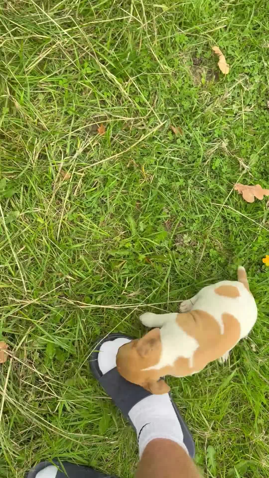Jack Russell dogs for sale: Beautiful miniature Jack Russel puppys  - Video 2