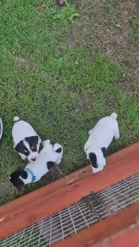 Jack Russell dogs for sale: Tess & jacks puppies - Video 4