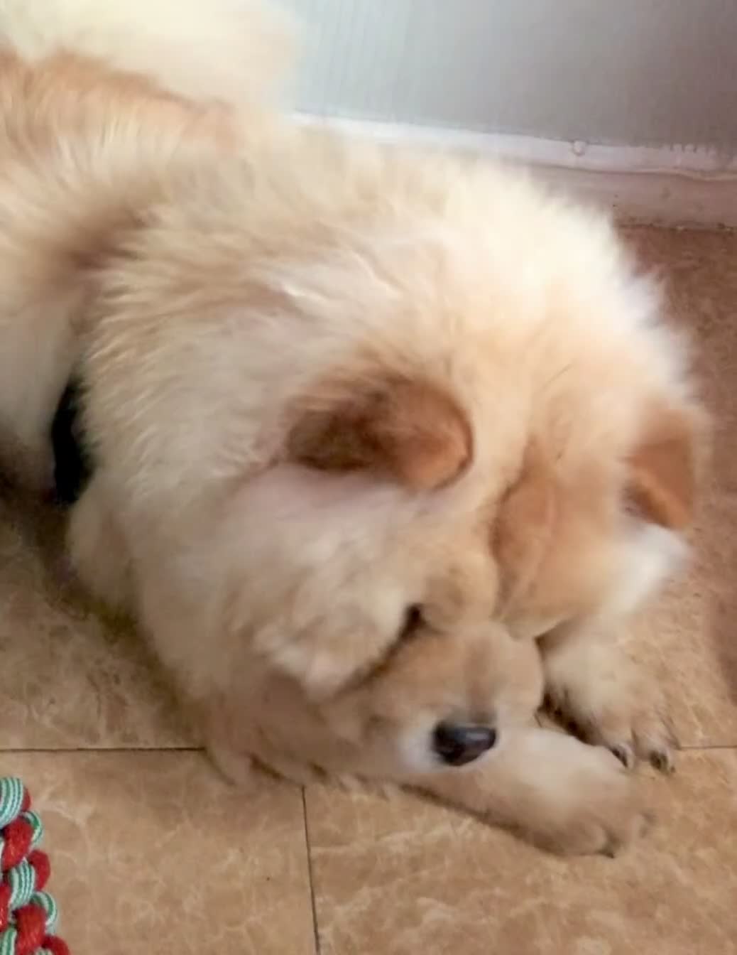Chow Chow dogs for sale: KC ADULT FEMALE CHOW FOR SALE!!!!!!!! - Video 1