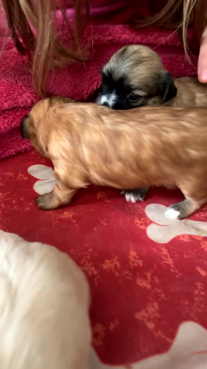 Mixed Breed dogs for sale: 3 Beautiful Chorkies girls - Video 3