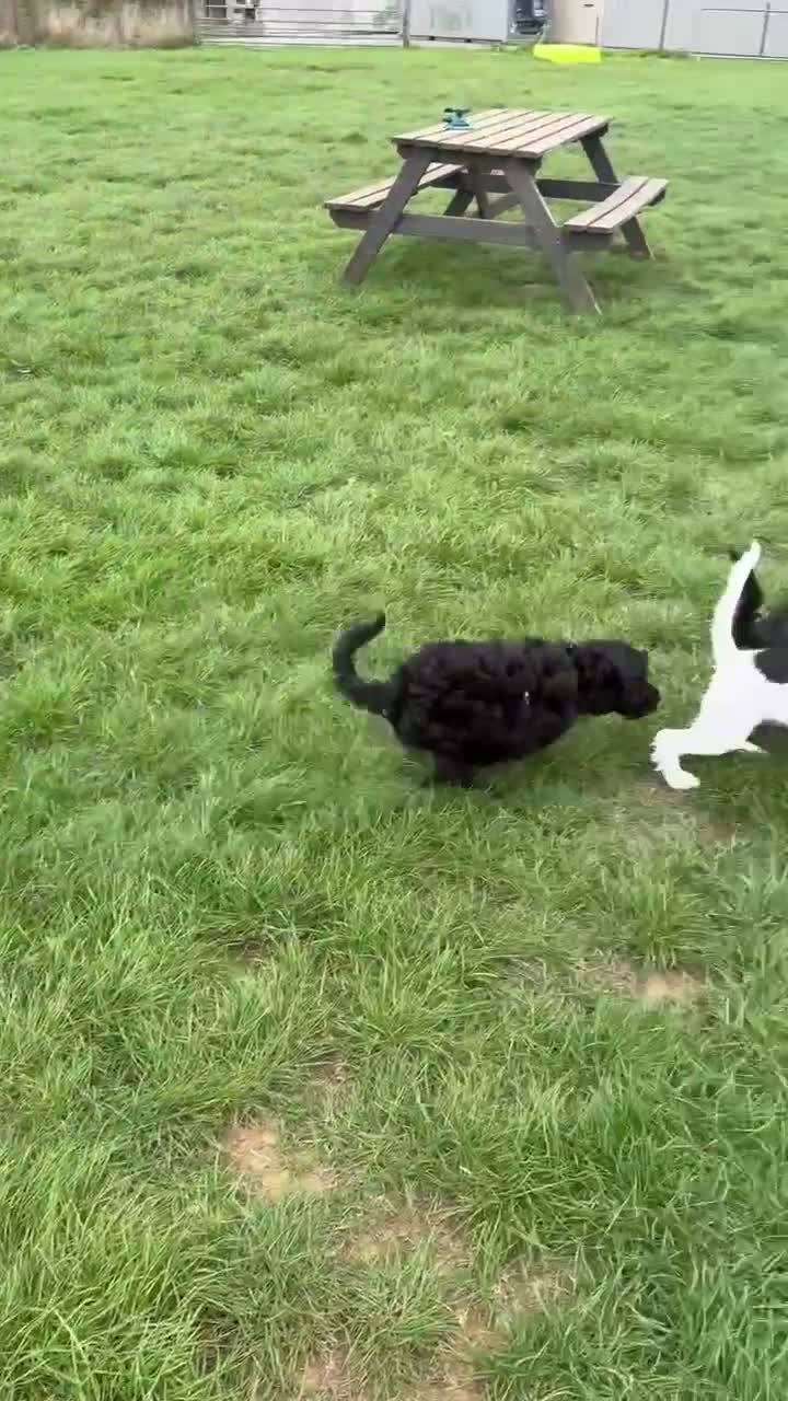 Mixed Breed dogs for sale: Miniature Poodle X French Bulldog Puppies - Video 2