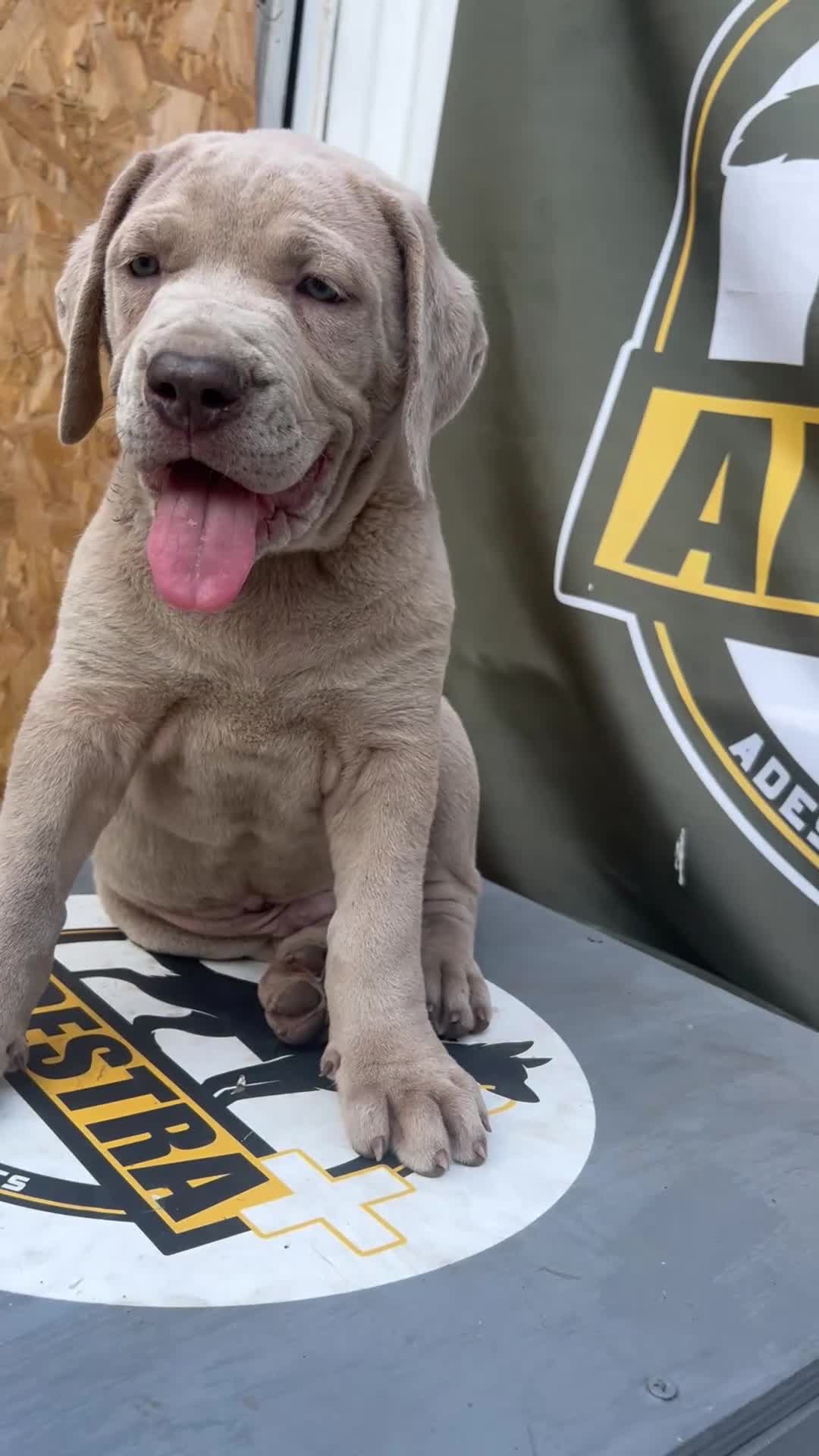 Mixed Breed dogs for sale: Cane Corso Puppies Lilac & Merle Blue Eyes - Video 1