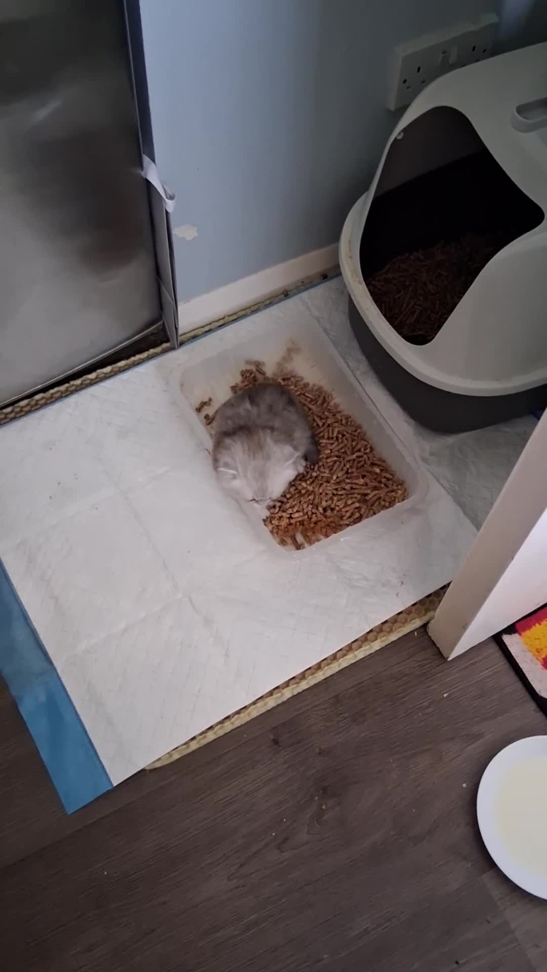Persian cats for sale: 2  perfect pur persian chinchilla boys - Video 5