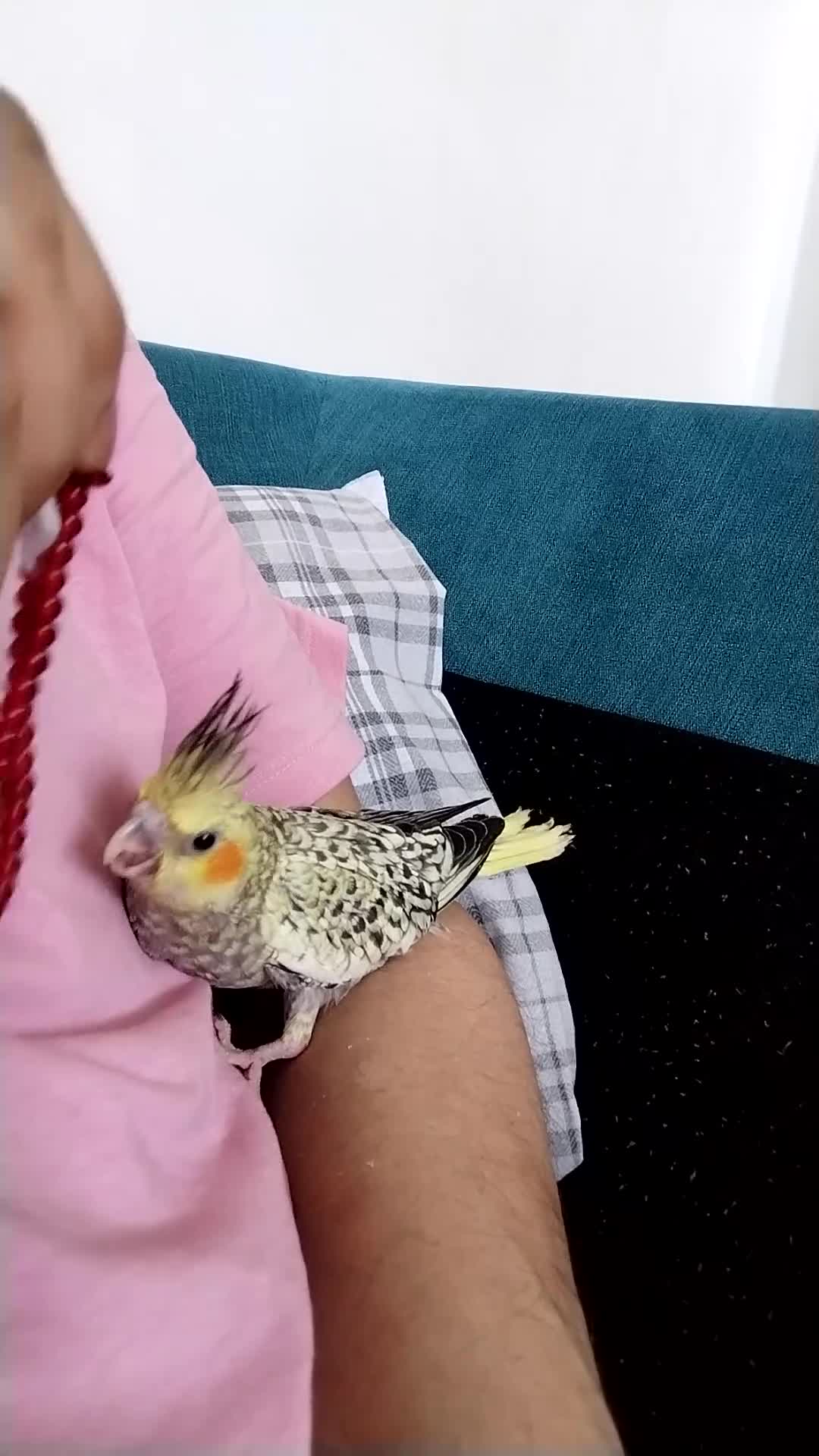 Cockatiels birds for sale: Maggie  in Oldbury - Video 2