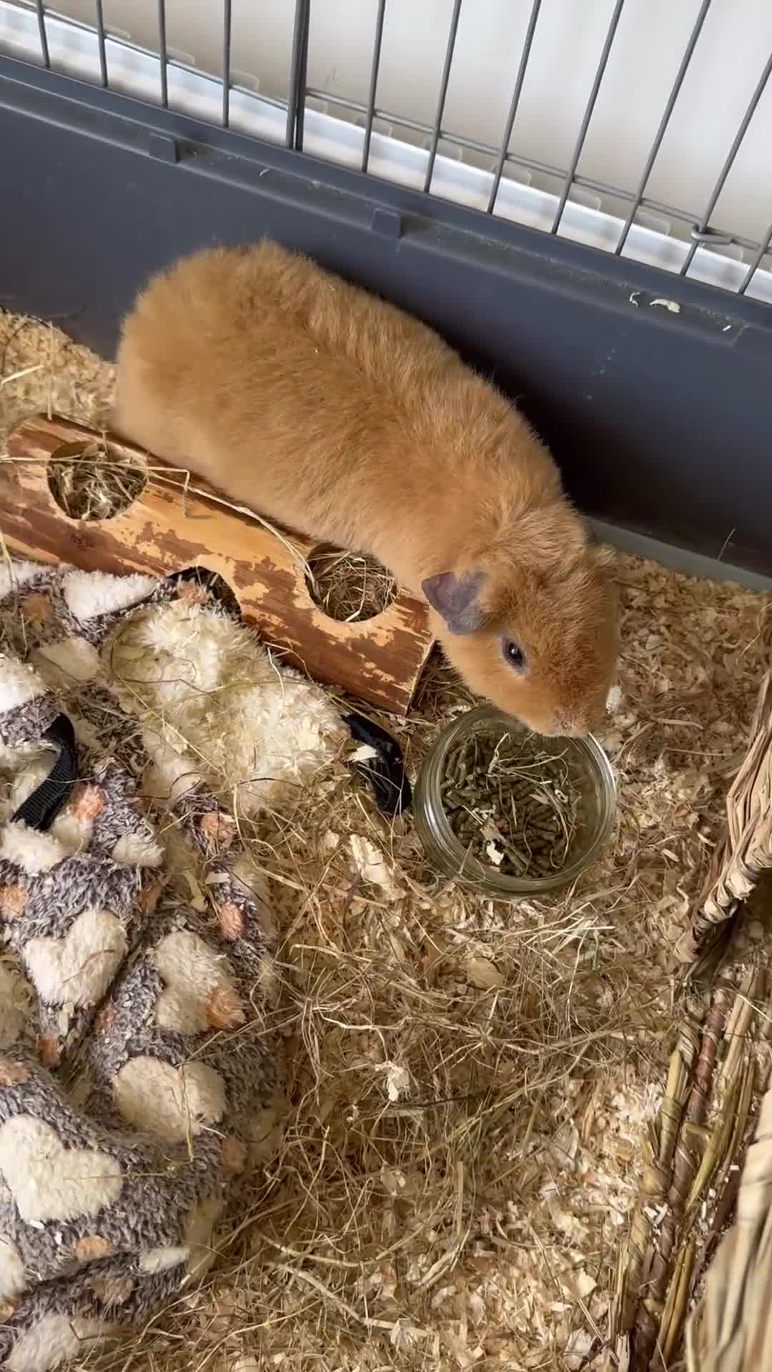 Guinea Pig rodents for sale: Boar Gold Teddy Guinea Pig in Bolton - Video 1