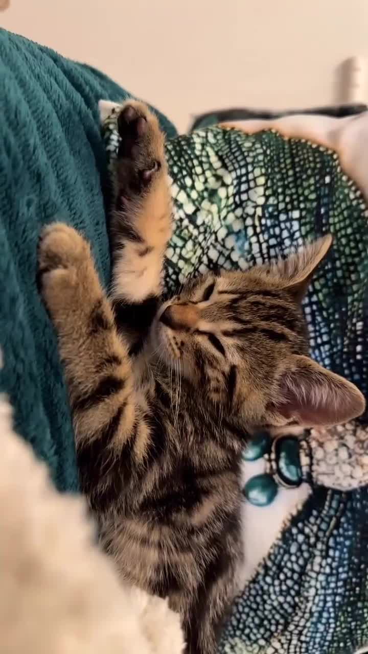 Domestic Shorthair cats for sale: Ultimate Cozy Companion -10 weeks Shorthair tabby  in Hounslow - Video 1