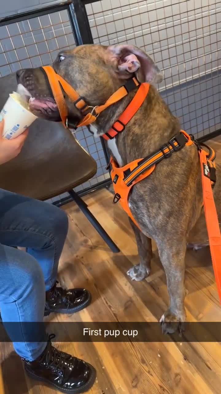 American Bulldog dogs for sale: Lovely Bonnie  - Video 1