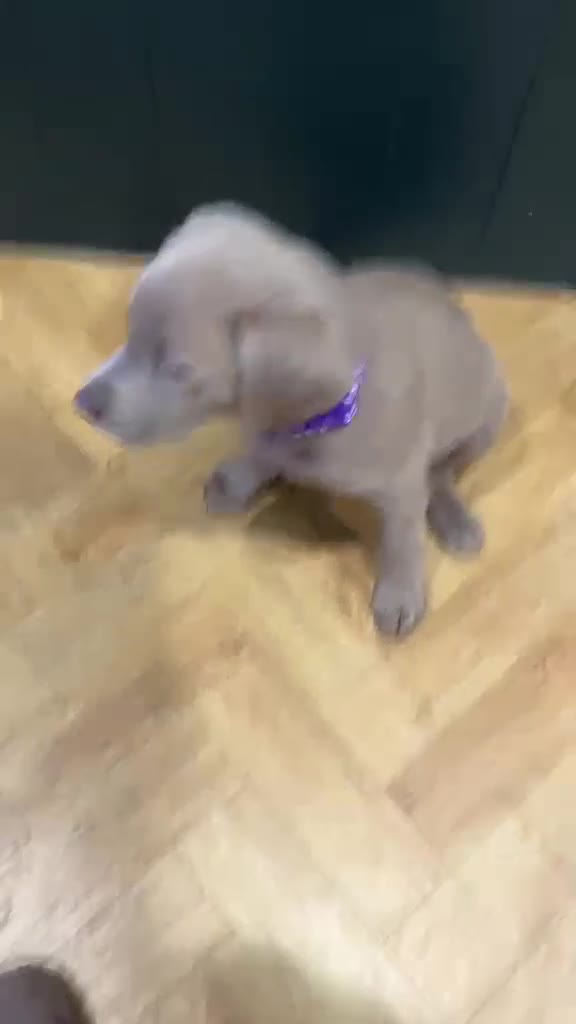 Labrador Retriever dogs for sale: ⭐Waiting list open for end of the year litters⭐  - Video 1