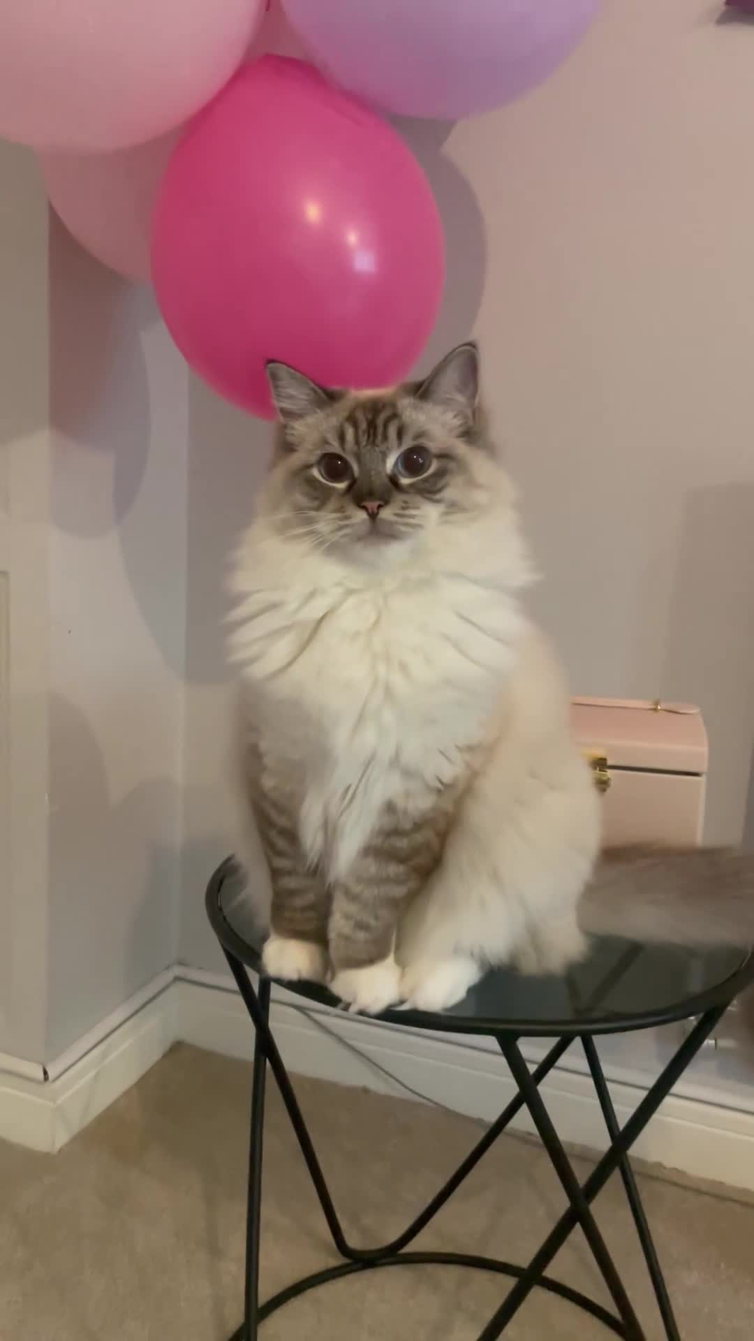 Ragdoll cats for sale: Gorgeous ragdoll girl  - Video 1