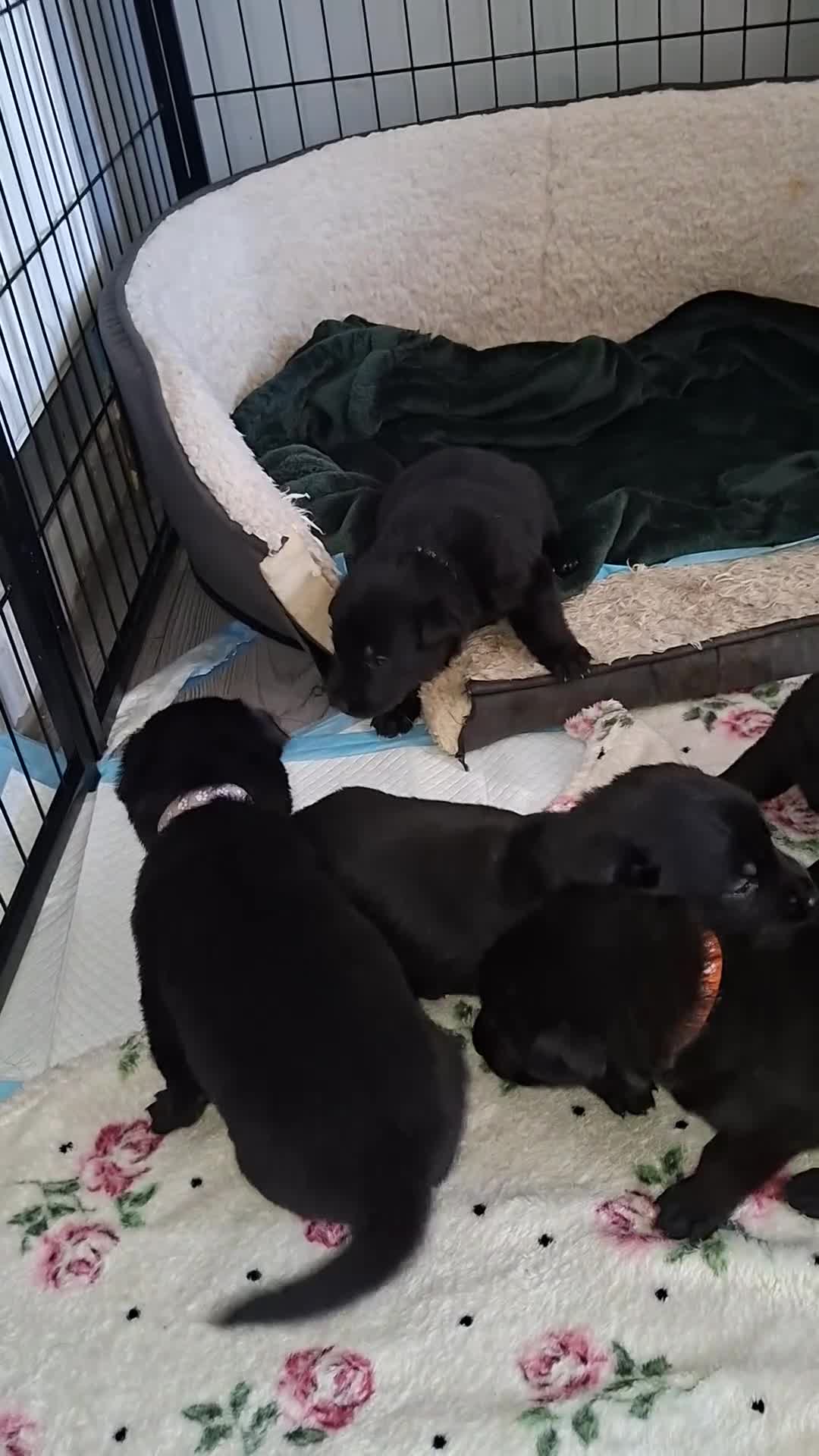 Sheprador dogs for sale: SHEPRADOR Puppies Ready to leave  - Video 4