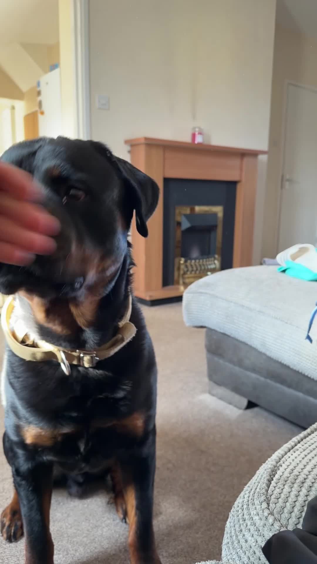 Rottweiler dogs for sale: Male Rottweiler- Mason - Video 1
