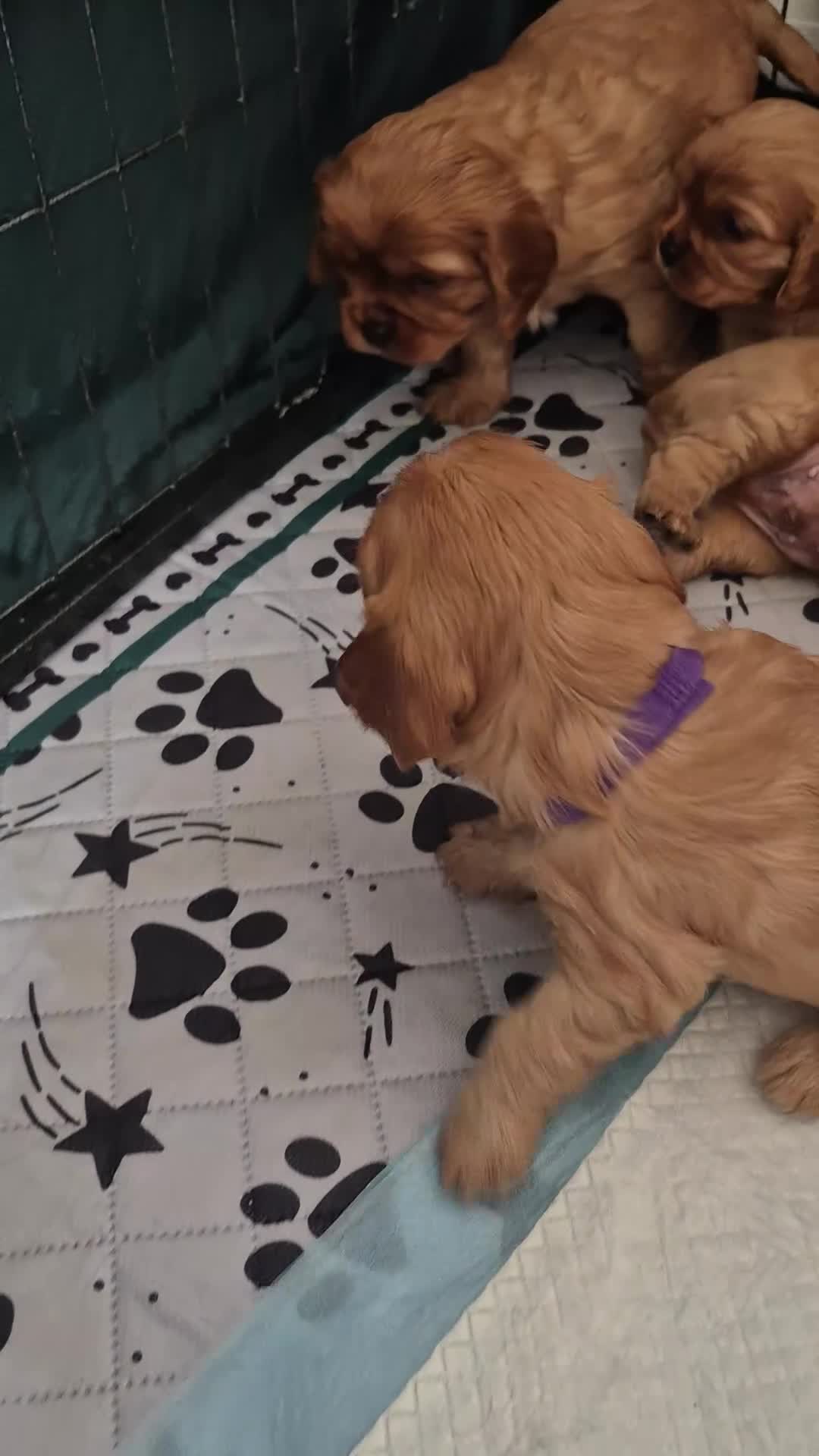 Cavalier King Charles Spaniel dogs for sale: KC REG. CAVALIER KING CHARLES PUPPIES  - Video 3