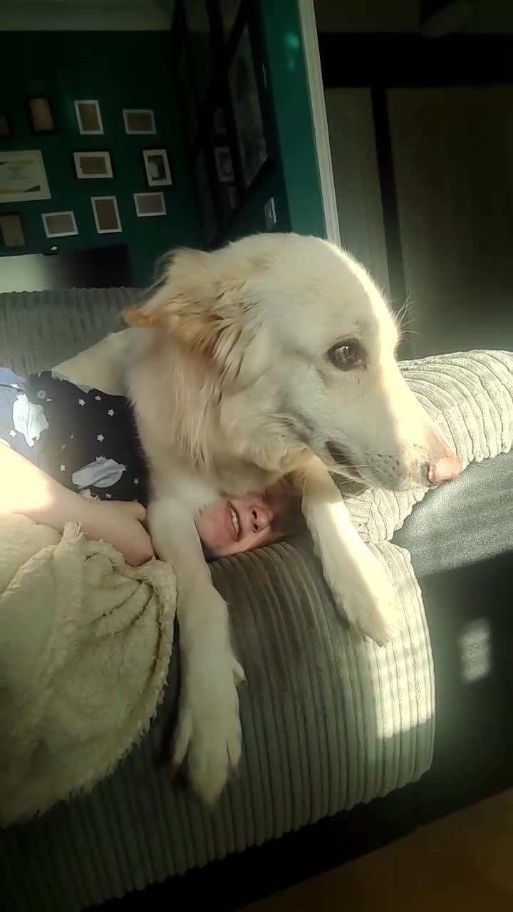 German Shepherd dogs for sale: Edie  - Video 1