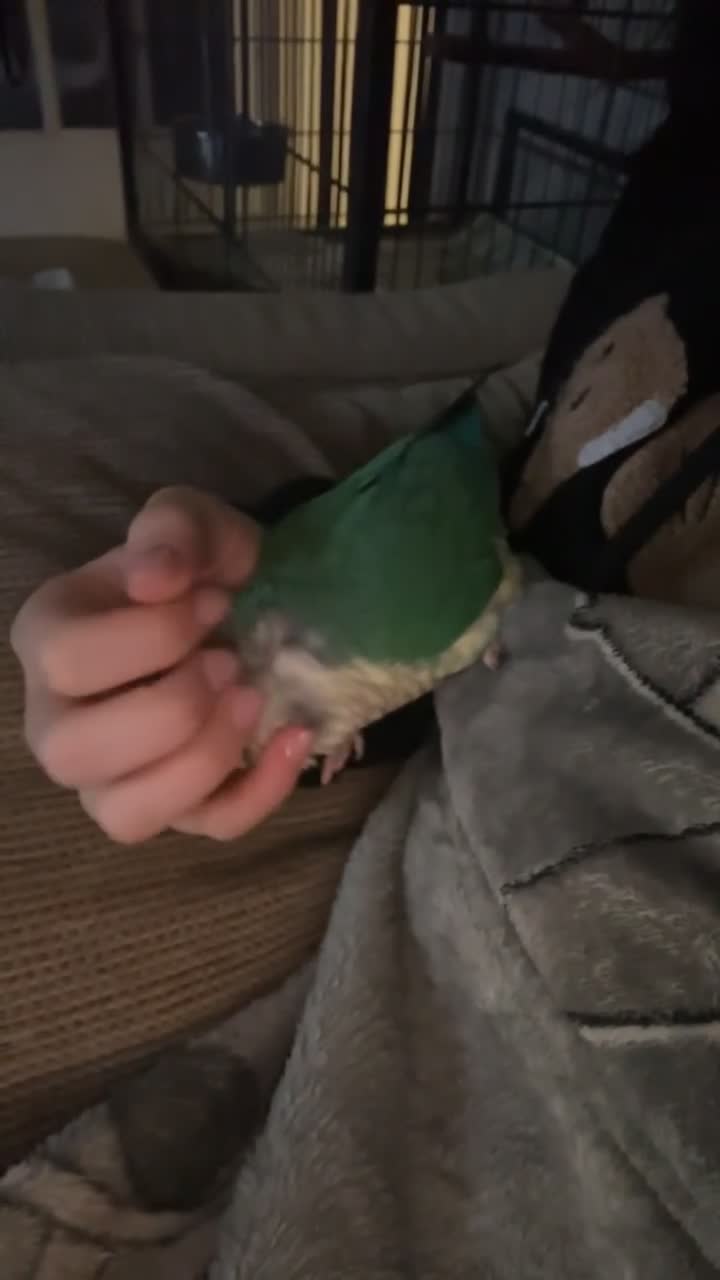 Conures birds for sale: Hand tamed beautiful conure - Video 4