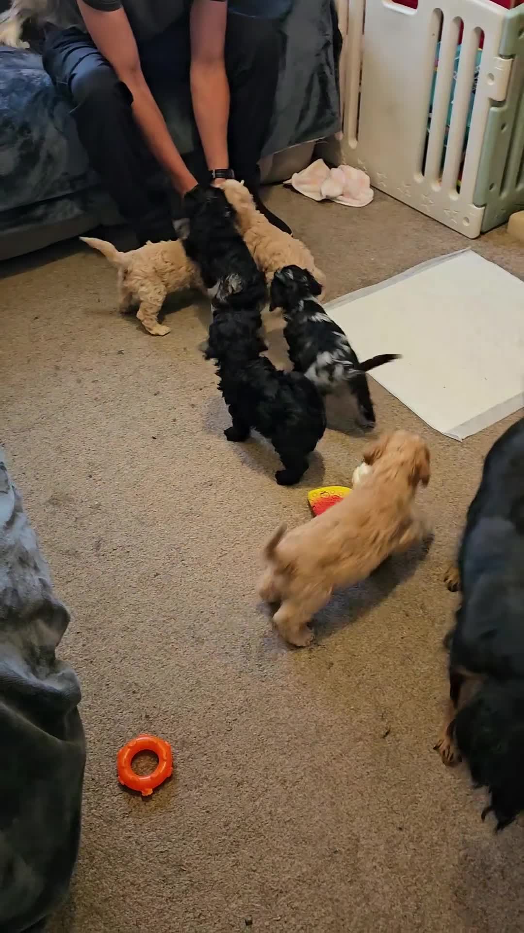 Cavapoo dogs for sale: Health tested F1 Cavapoo puppies - Video 4