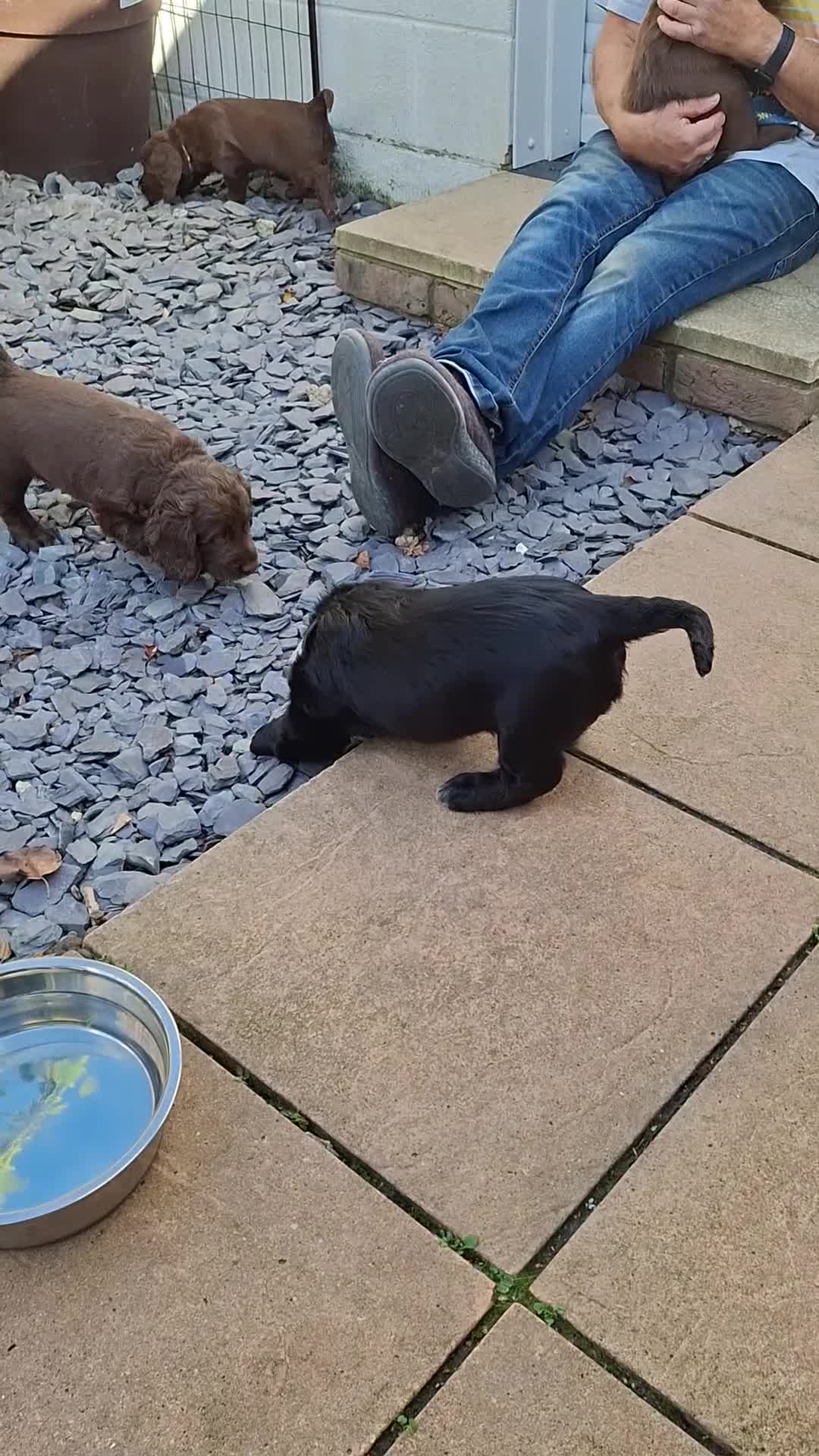 Mixed Breed dogs for sale:  Rare Little Glossy Chunks of Spaniel - Video 1