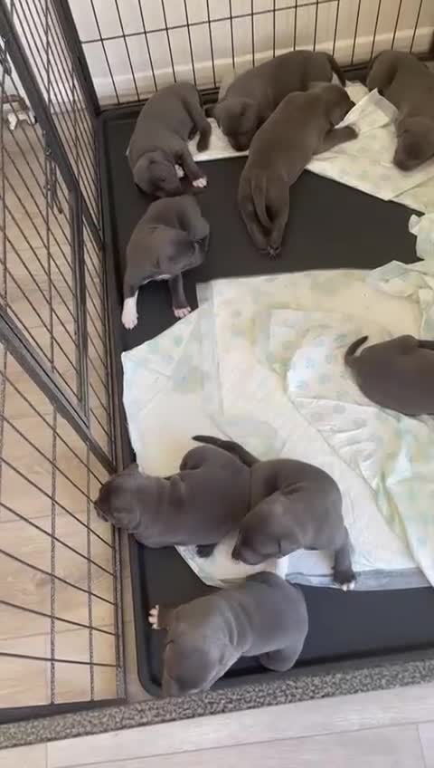 Staffordshire Bull Terrier dogs for stud: (ROCKY) rezevoire prince amond  - Video 2