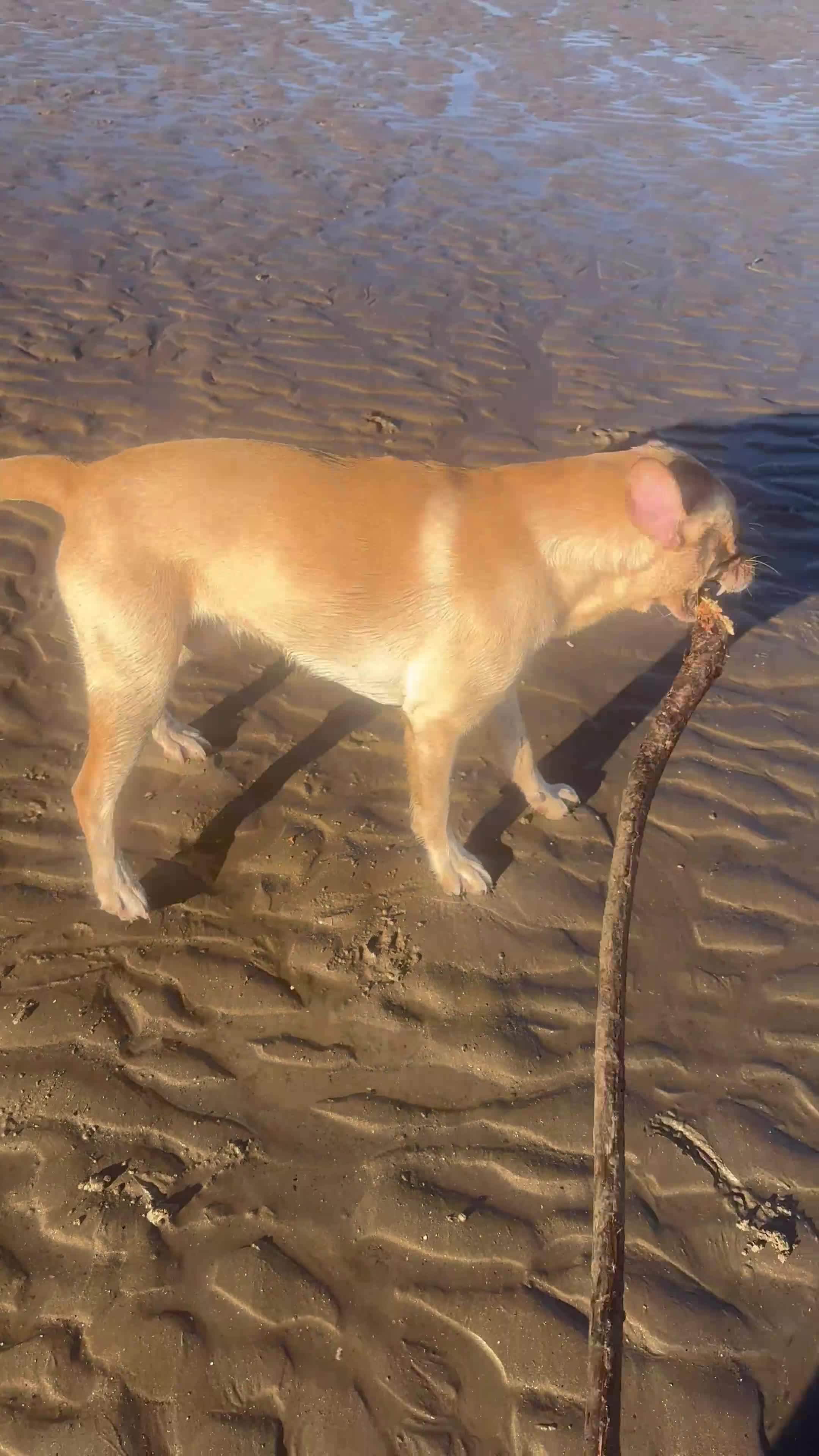 Labrador Retriever dogs for stud: Golden Labrador Stud – 3 Years Old - Video 2