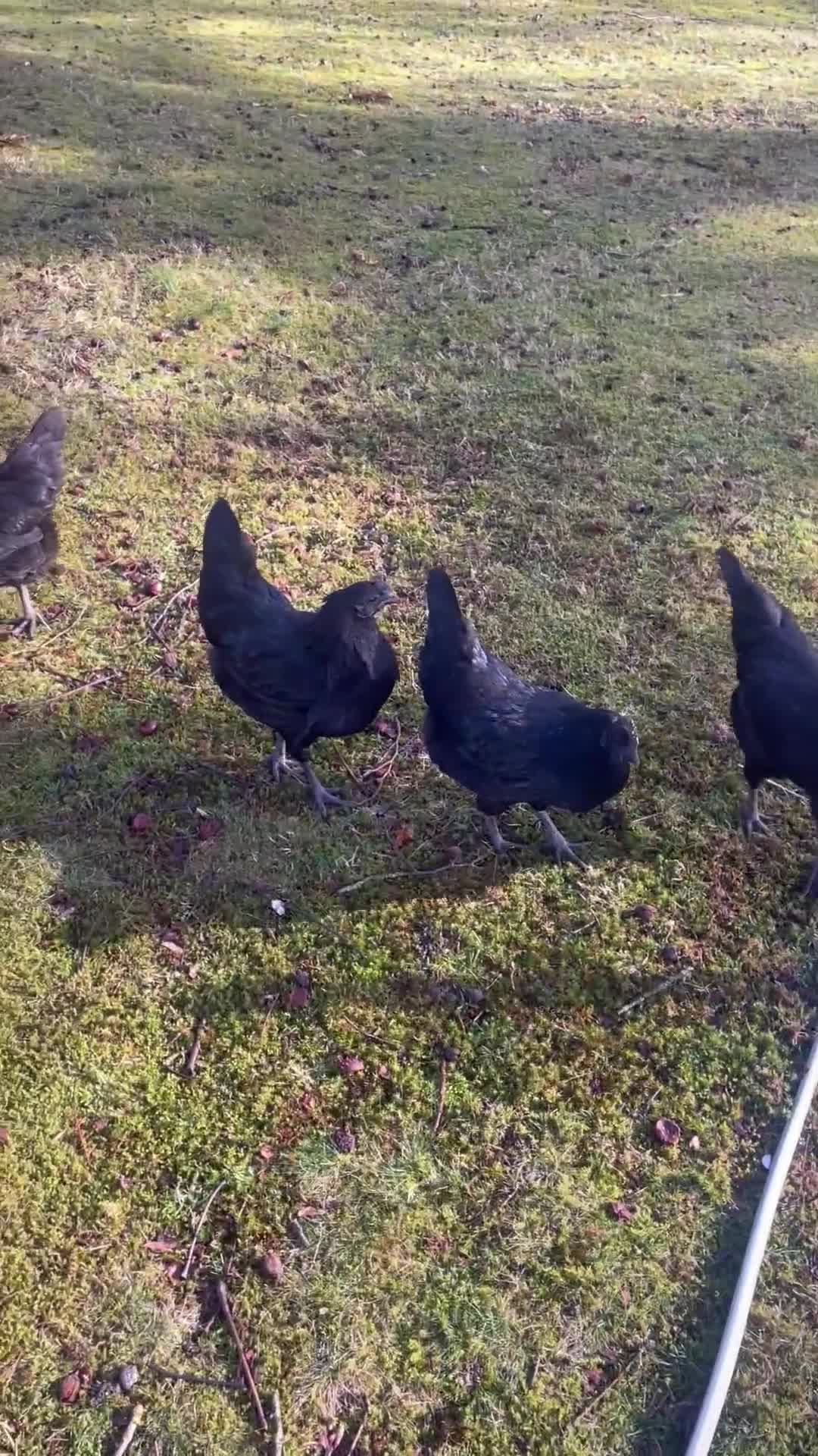 Chickens poultry for sale: 🖤Ayam Cemani Breeding group 🖤 - Video 1